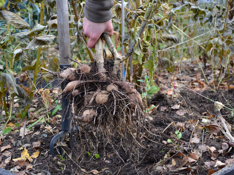 Dahliaknöl tas upp för vinterförvaring